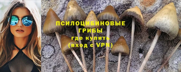 прущие грибы Алзамай